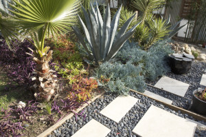 Drought Tolerant plants for Capital Landscape