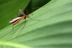 Mosquitos in Sacramento