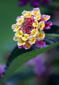 Lantana