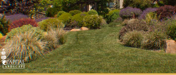 Backyard Landscaping Sacramento CA