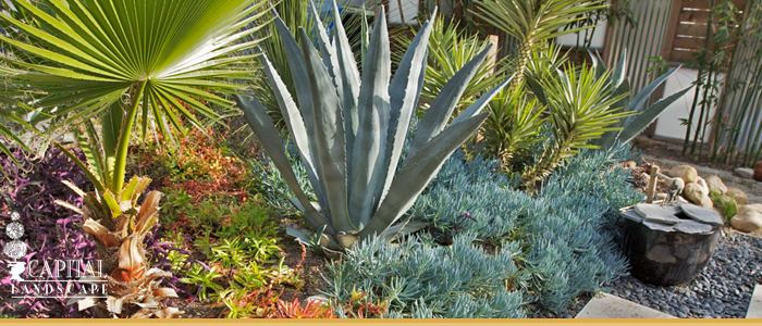 Drought Tolerant Landscape Design Carmichael CA
