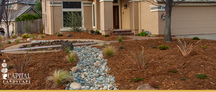 Drought Proof Landscape Design