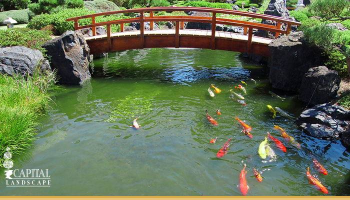 Ponds and Waterfalls in Landscape Design Sacramento